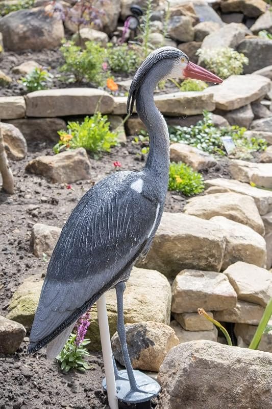 Pond H2o Blue Heron Decoy with Legs & Stake 30'' (76cm) Tall — heron-decoy for pond netting under 30 budget