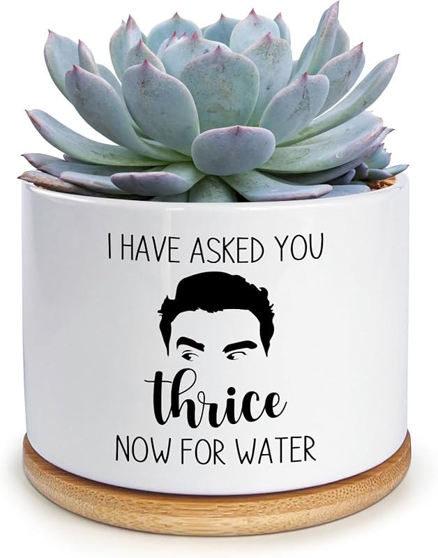 I Have Asked You Thrice Now for Water Pot, Funny Planters for Indoor Plants Succulent Pots Cactus Pots, Funny Plant