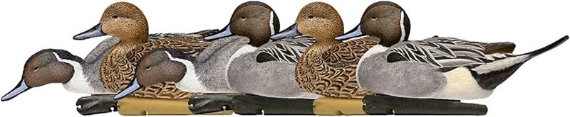 Avian X Topflight Pintail Decoys, Rugged Realistic Floating Duck Decoys for Hunting, Weight-Forward Swim Keel, Set of